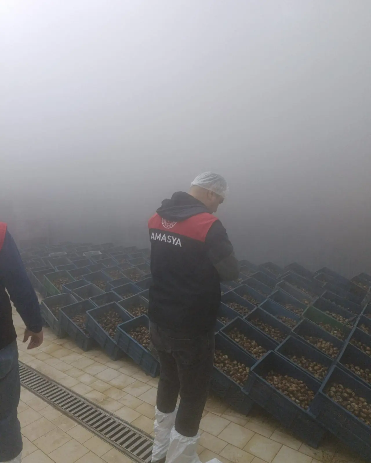 Amasya’dan Avrupa’ya Salyangoz İhracatı 3