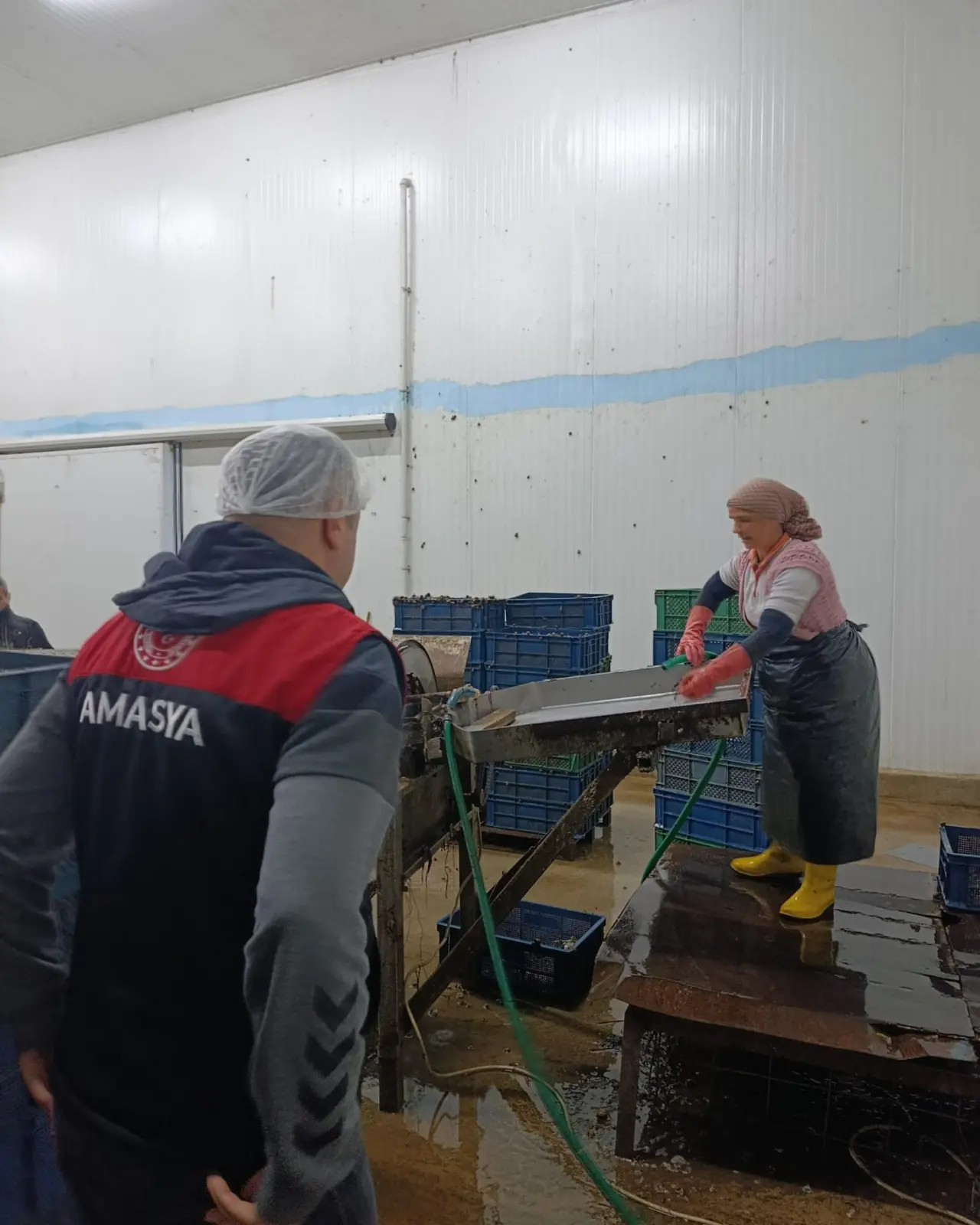 Amasya’dan Avrupa’ya Salyangoz İhracatı 1