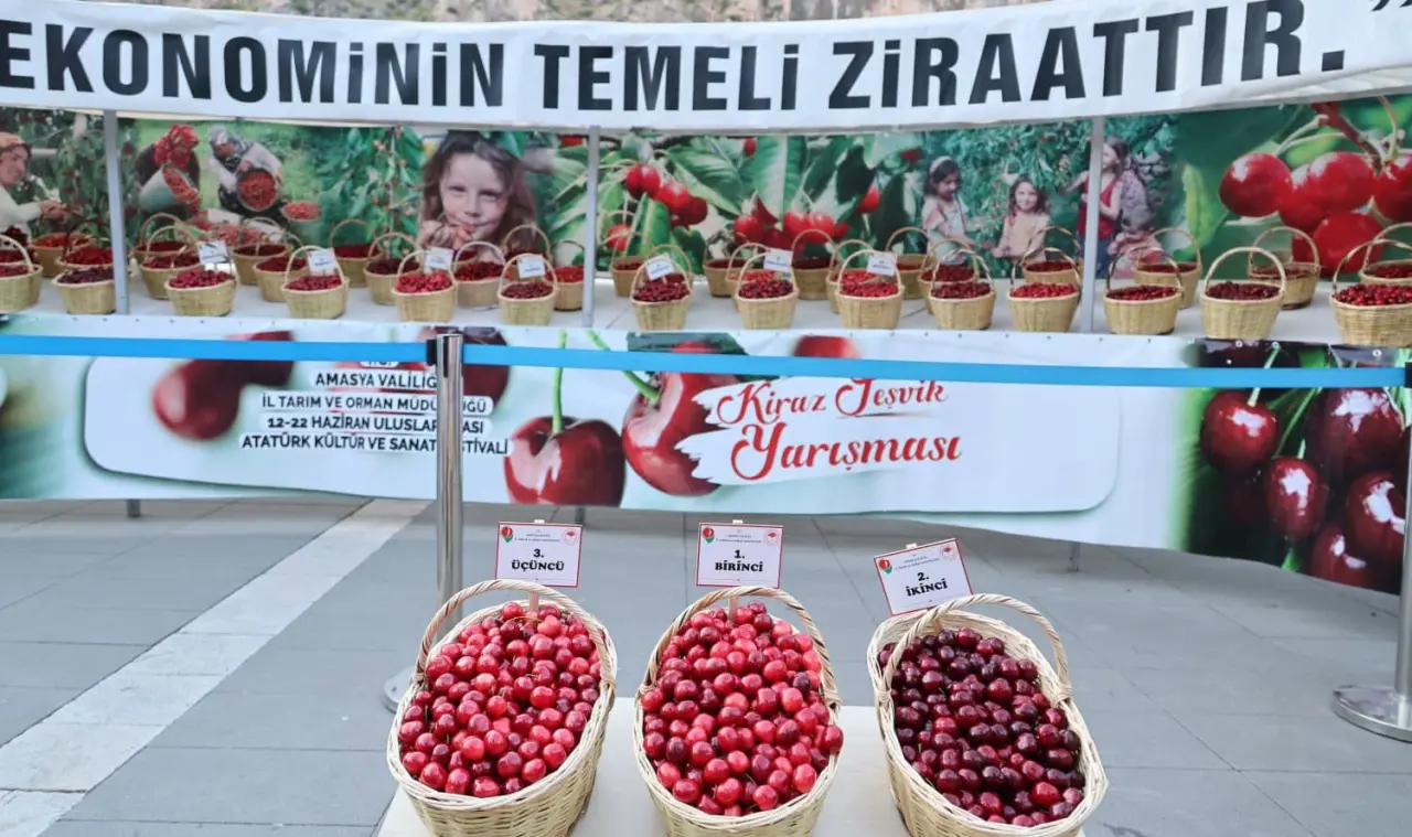 Amasya’nın En Tatlı Kirazı Belli Oldu! Üreticiler Ödüllerine Kavuştu 4