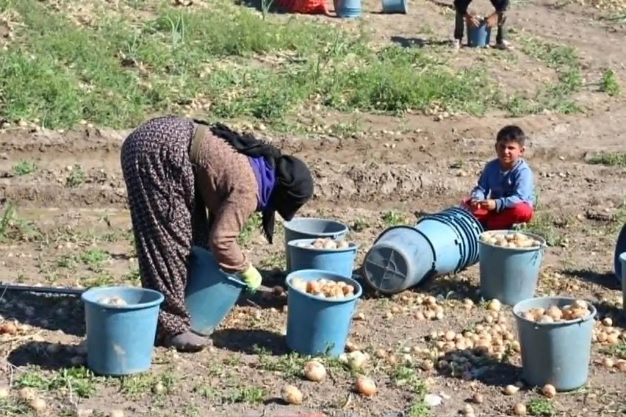 Tarlada Soğan 12-25 TL 1