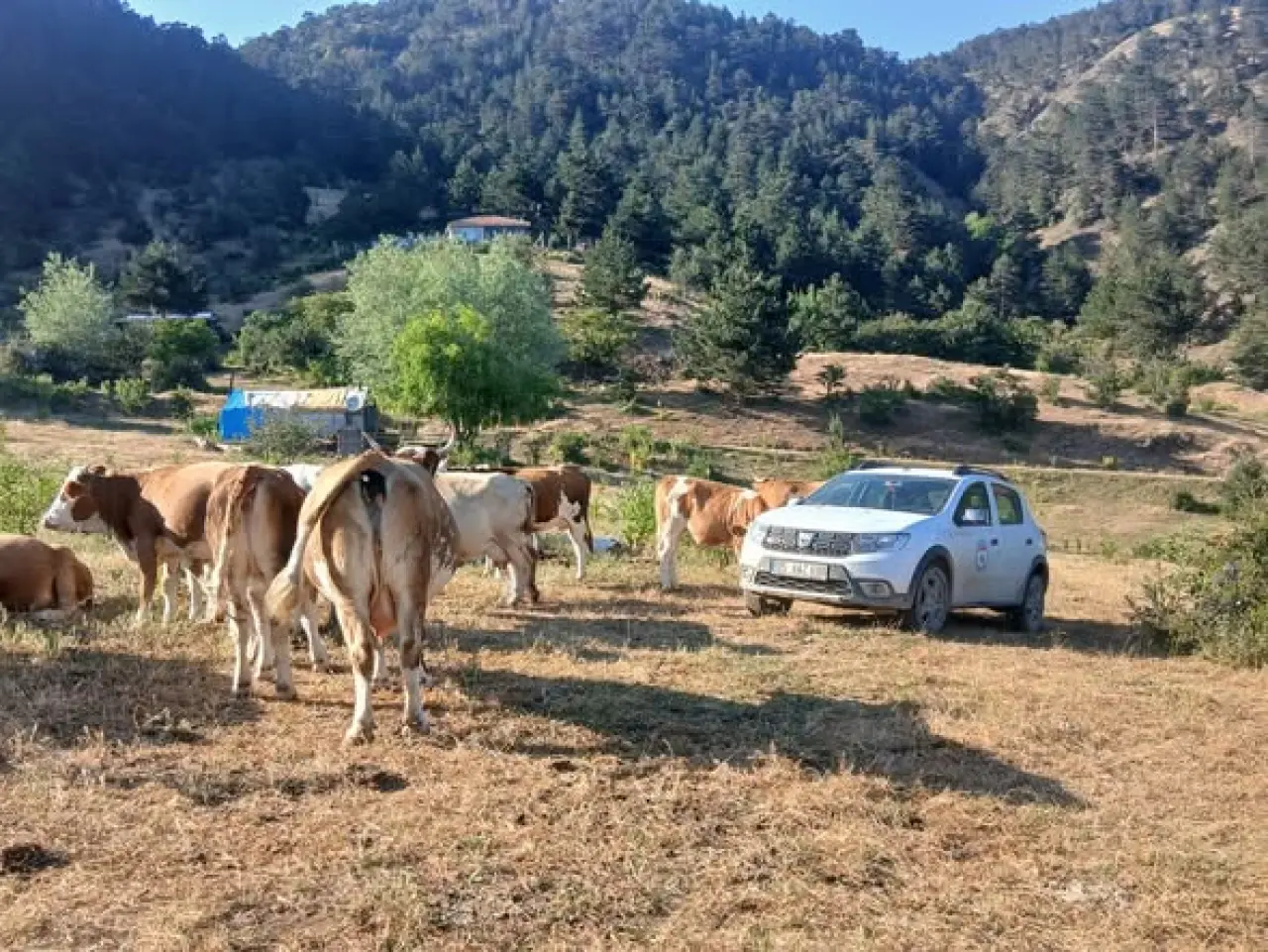 Amasya'da Hayvancılığa Genetik Güç 1