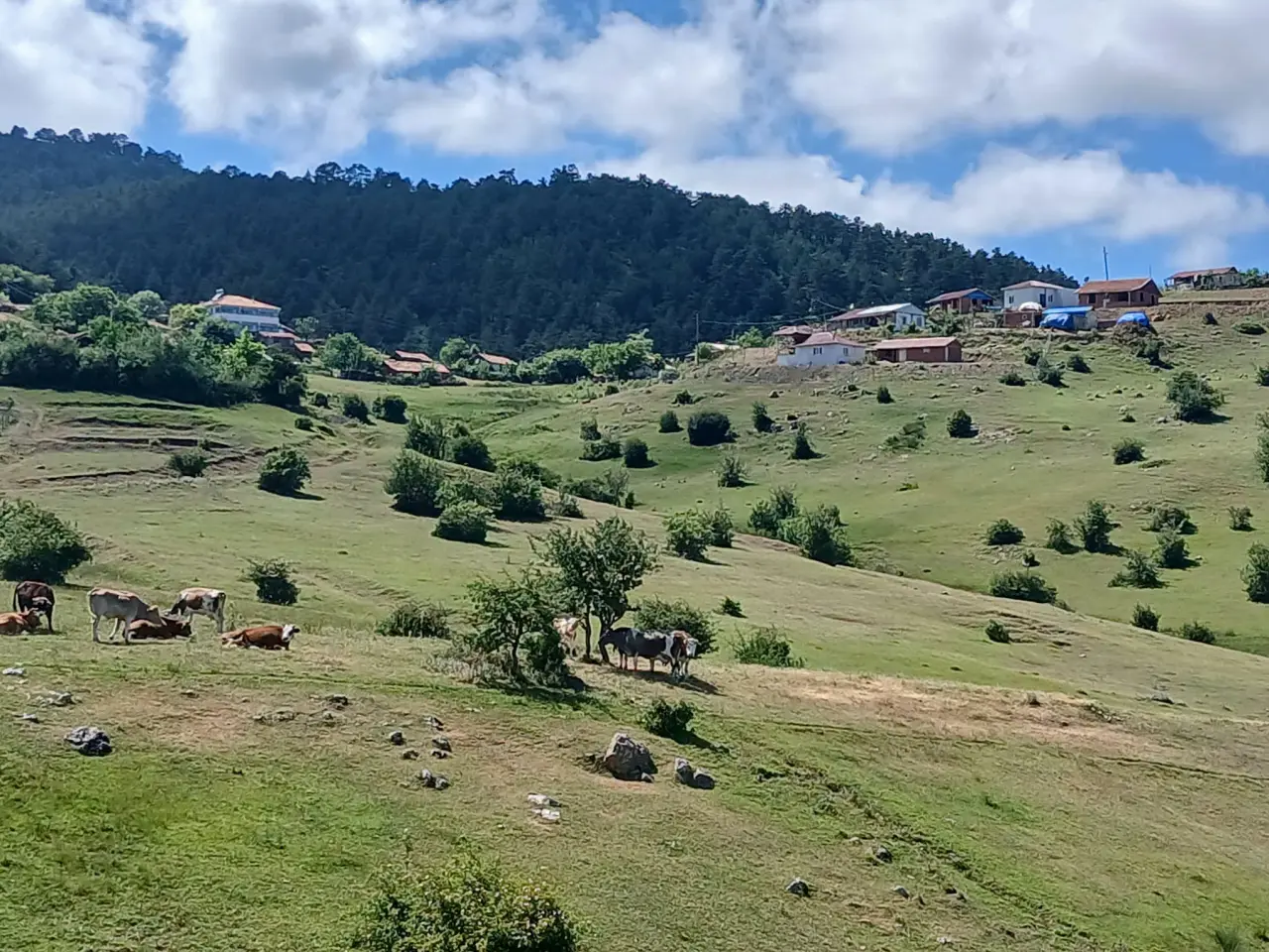 Amasya'da Hayvancılığa Genetik Güç 3