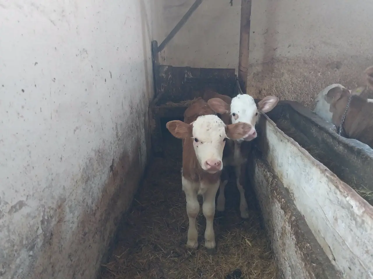 Amasya'da Hayvancılığa Güçlü Destek! 1
