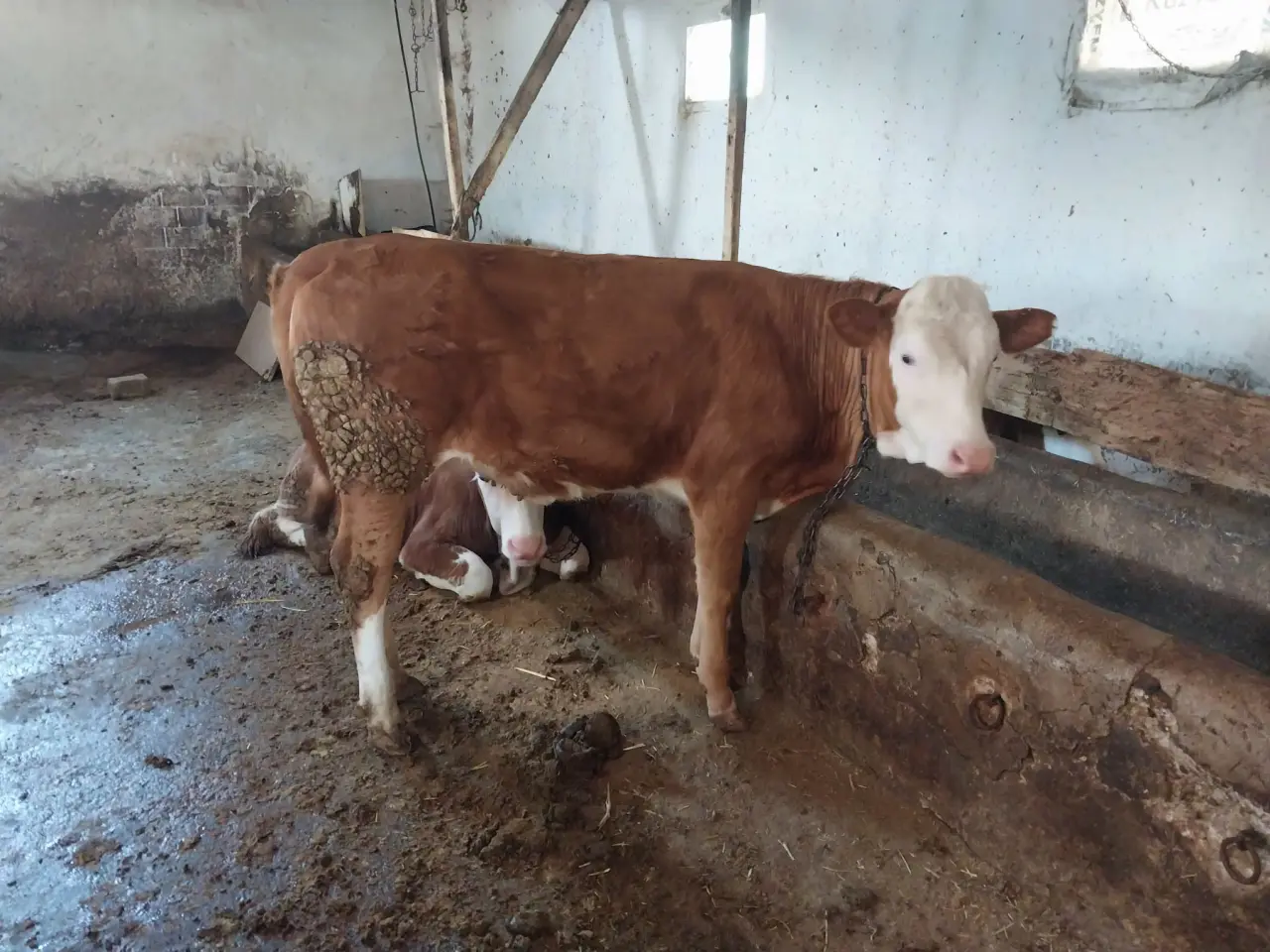 Amasya'da Hayvancılığa Güçlü Destek! 2