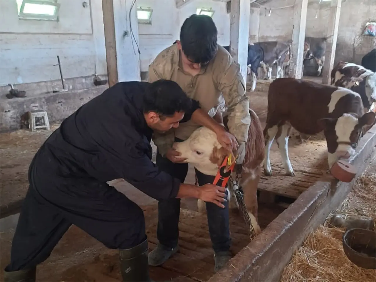 Amasya'da Hayvancılıkta Kayıt Sistemi Güçleniyor 3