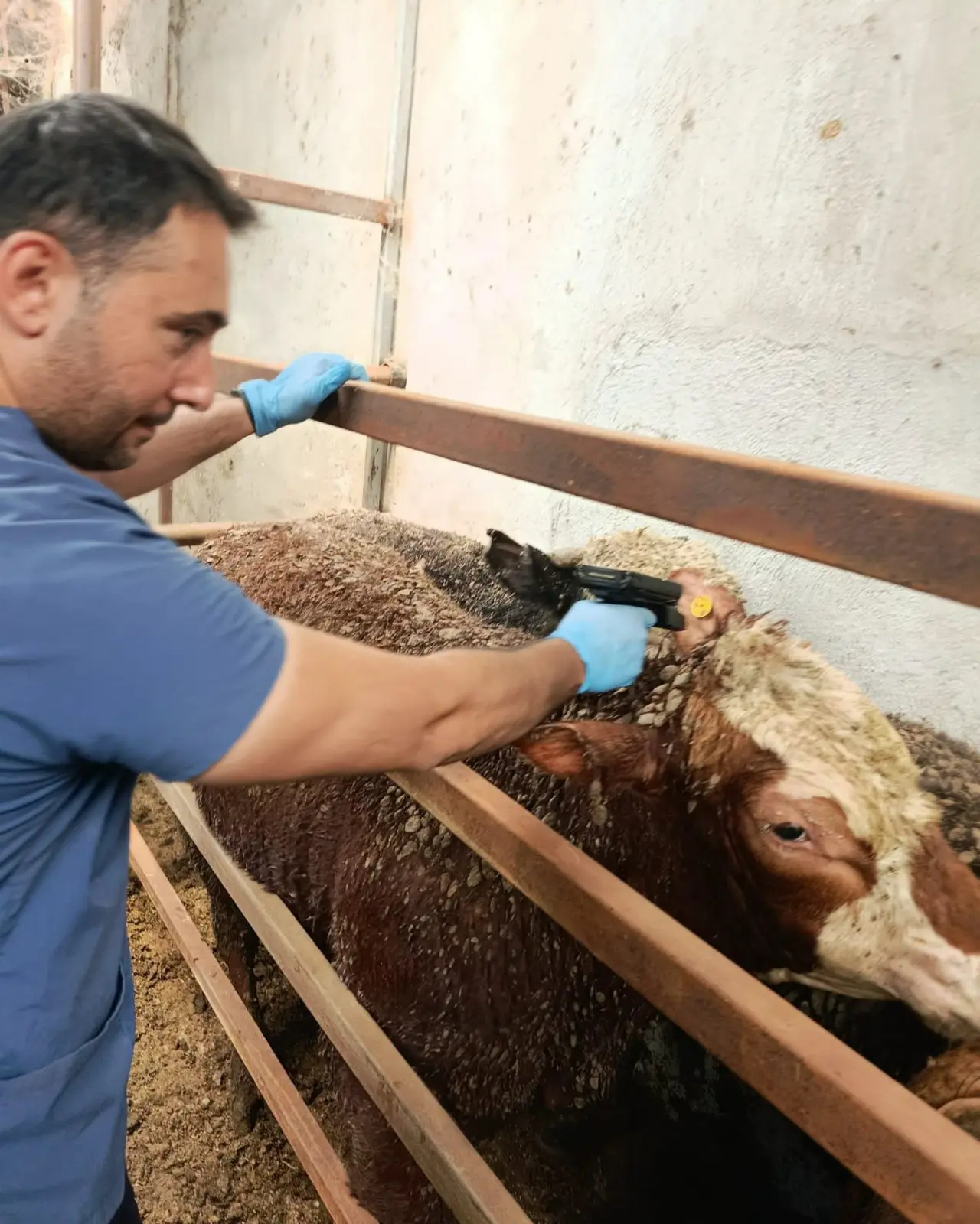 Amasya'da İthal Besilik Sığırlara Sıkı Takip! 2