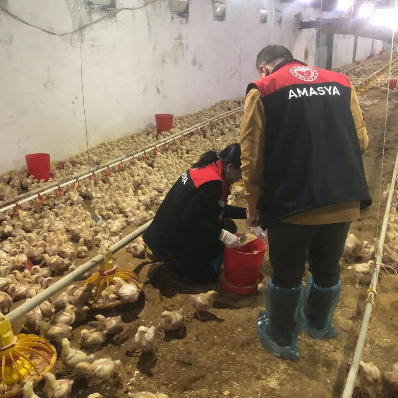 Amasya'da Yem Üreticilerine Sıkı Denetim 3