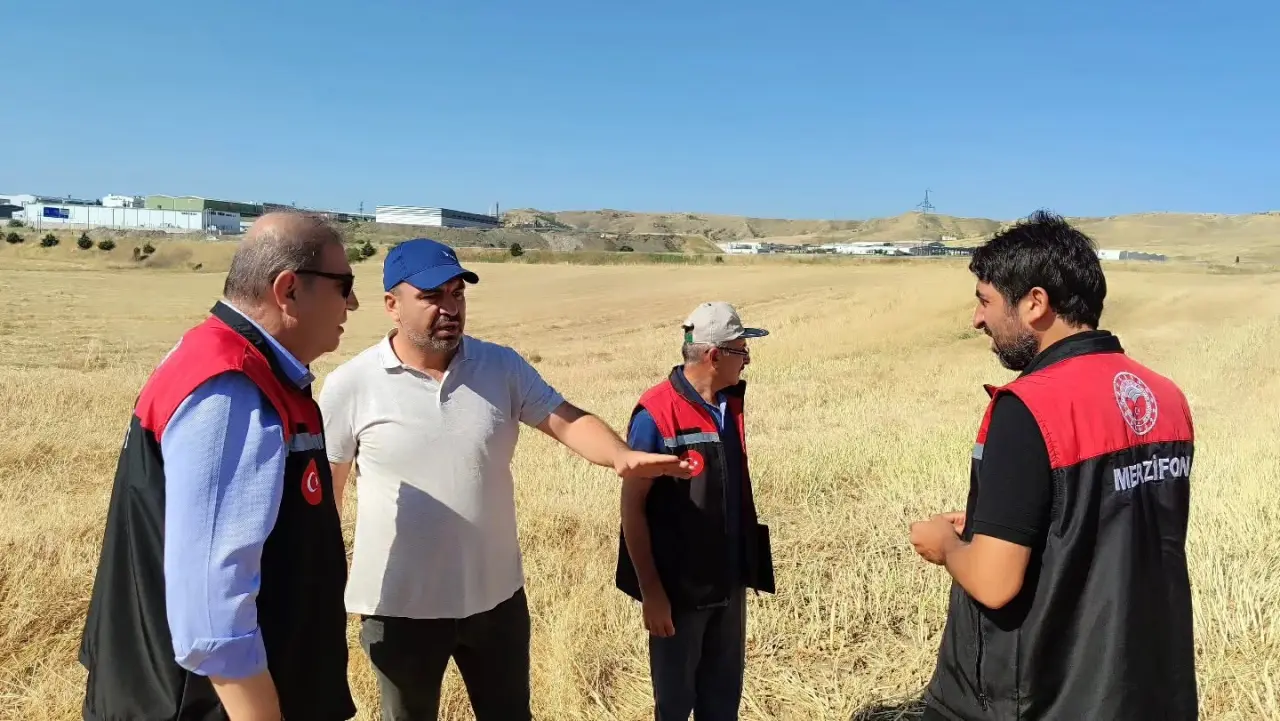 Merzifon'da Dekarda 400 Kilo Verim! 3