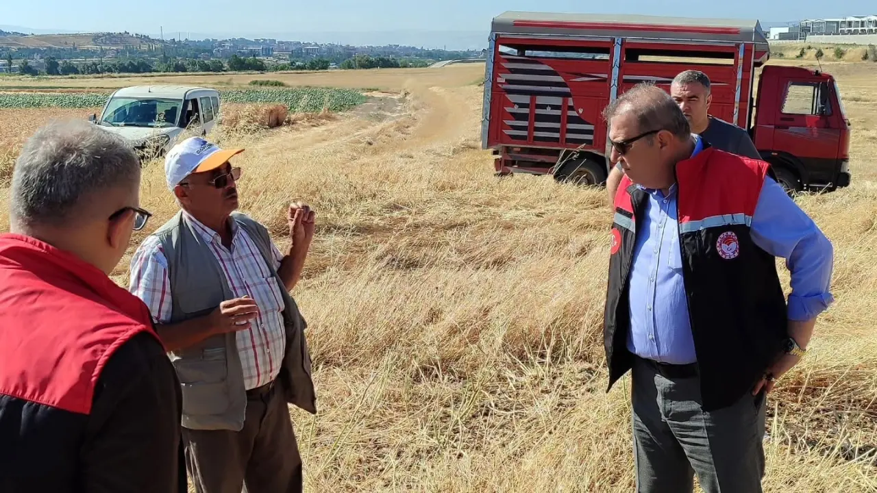 Merzifon'da Dekarda 400 Kilo Verim! 2