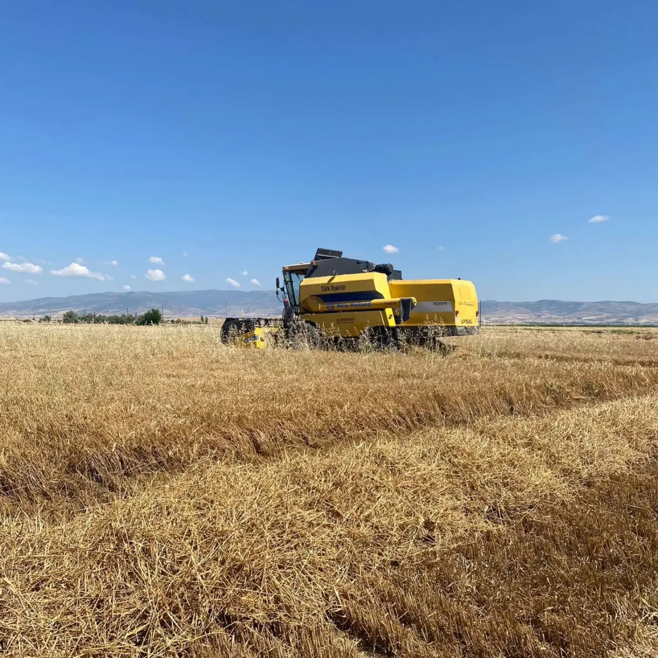 Merzifon'da Hasatta Kayıpların Önüne Geçiliyor 2