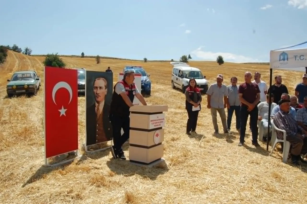 Merzifon'da İlk Kez Ekilen Kanola Hasat Edildi: Çamlıca Köyü'nde Tarihi Gün 3