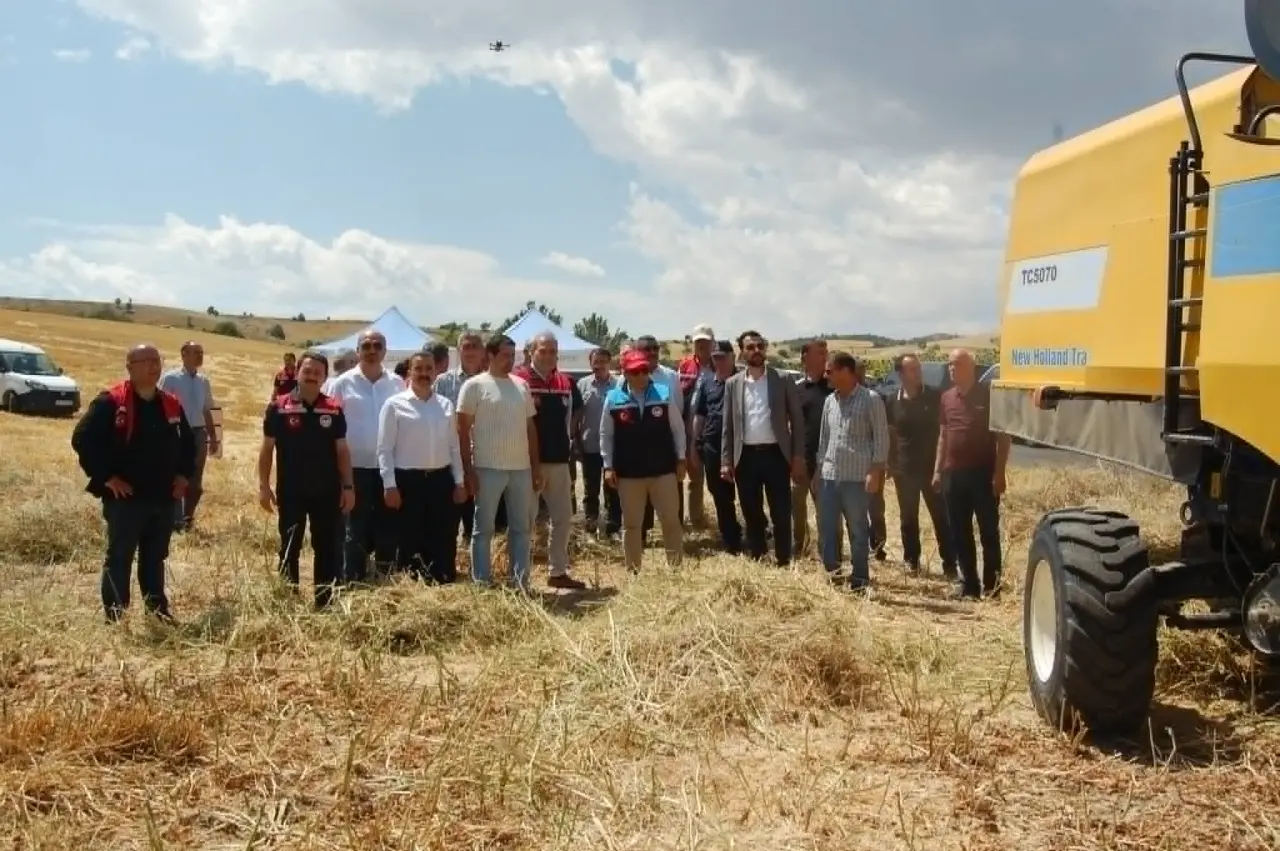 Merzifon'da İlk Kez Ekilen Kanola Hasat Edildi: Çamlıca Köyü'nde Tarihi Gün 2