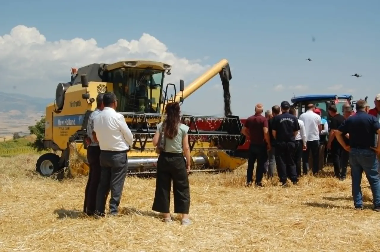 Merzifon'da İlk Kez Ekilen Kanola Hasat Edildi: Çamlıca Köyü'nde Tarihi Gün 1
