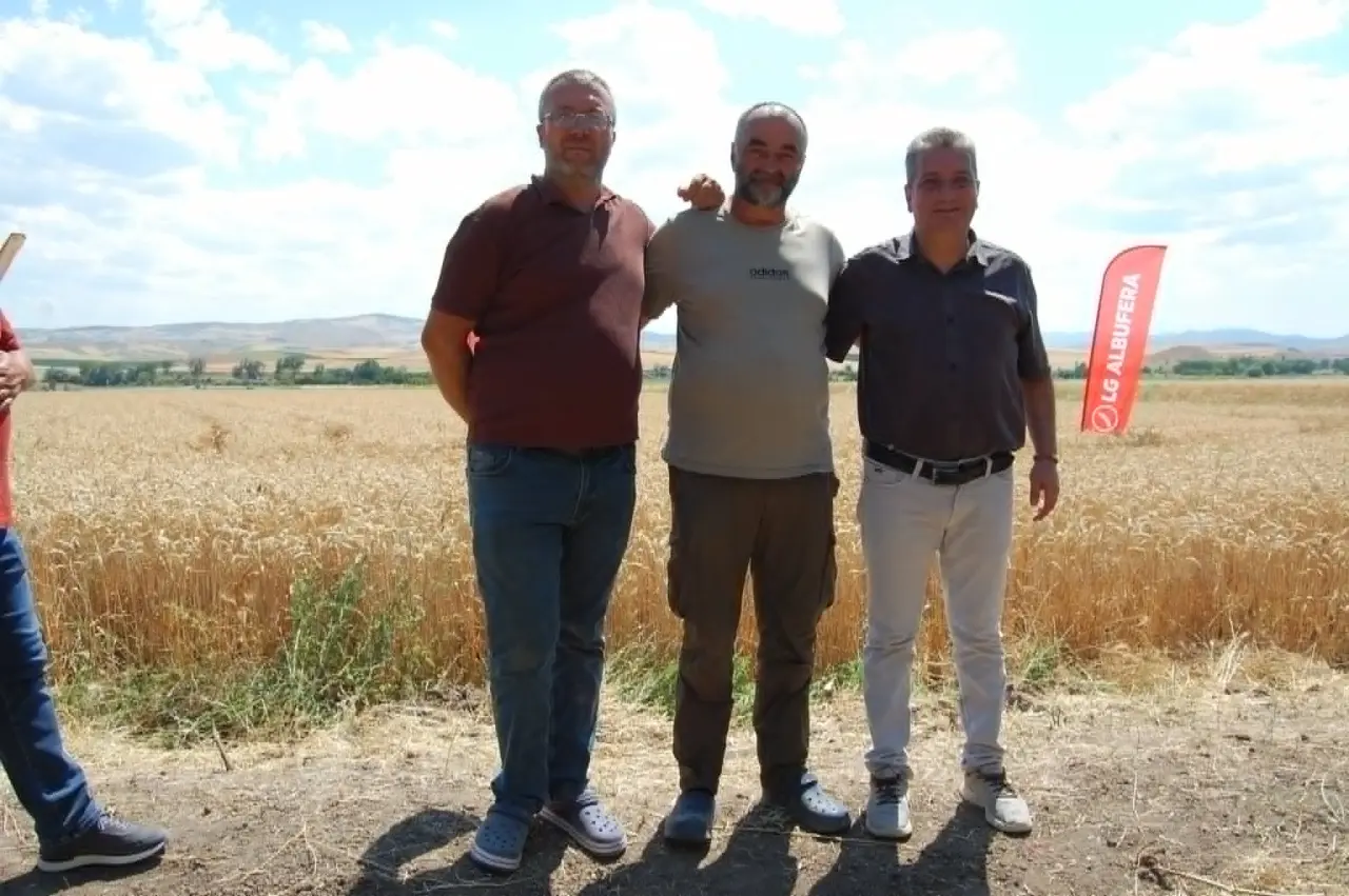 Merzifon'da Tarla Günü Düzenlendi! Yeni Buğday Çeşidi Üreticiden Tam Not Aldı 1