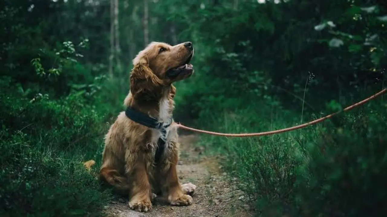 Rüyada Köpek Beslemek Ne Anlama Gelir? Rüya Tabirinde Dikkat Çeken Yorum 2