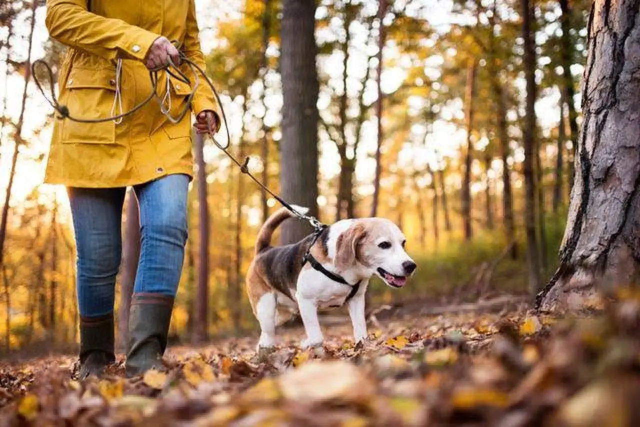 Rüyada Köpek Beslemek Ne Anlama Gelir? Rüya Tabirinde Dikkat Çeken Yorum 1