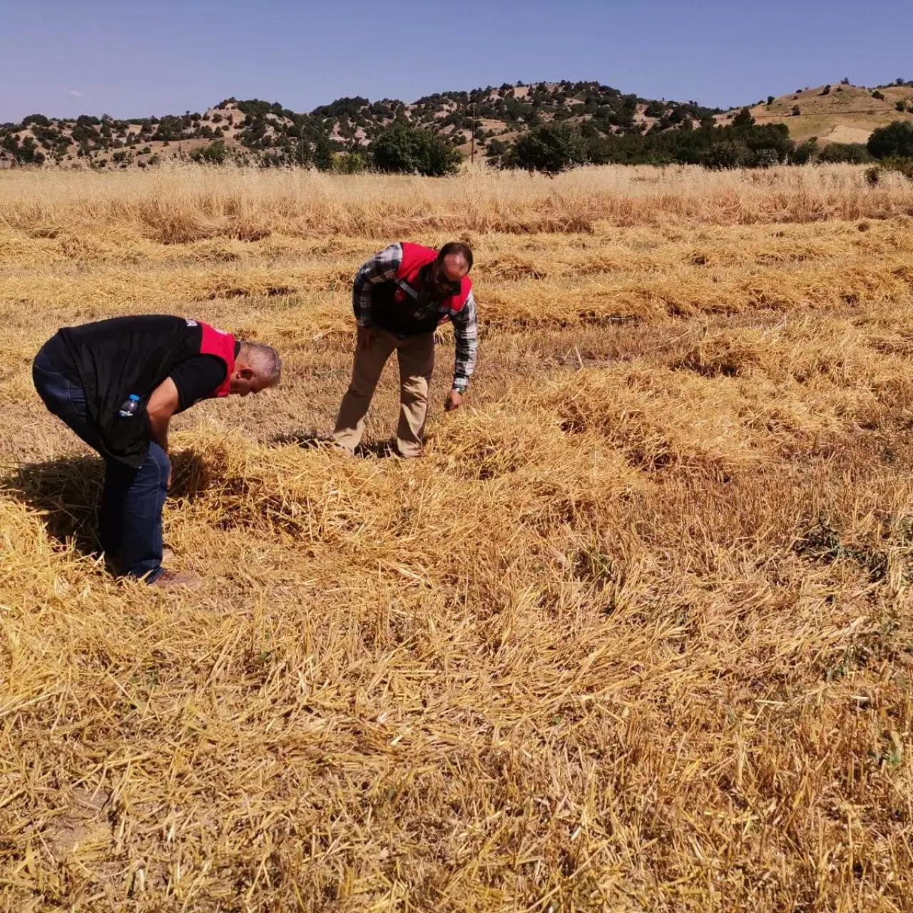 Taşova'da Dane Kayıplarına Karşı Tam Mesai 3