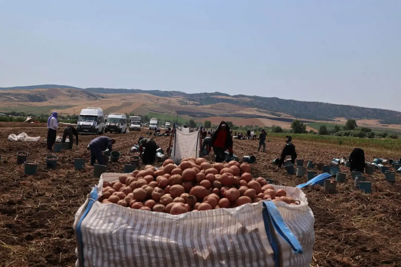 Vali Bakan Patates Hasadına Katıldı 2