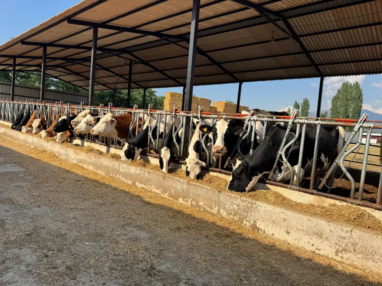 Amasya DSYB’den Hayvancılıkta Verim Hamlesi 2