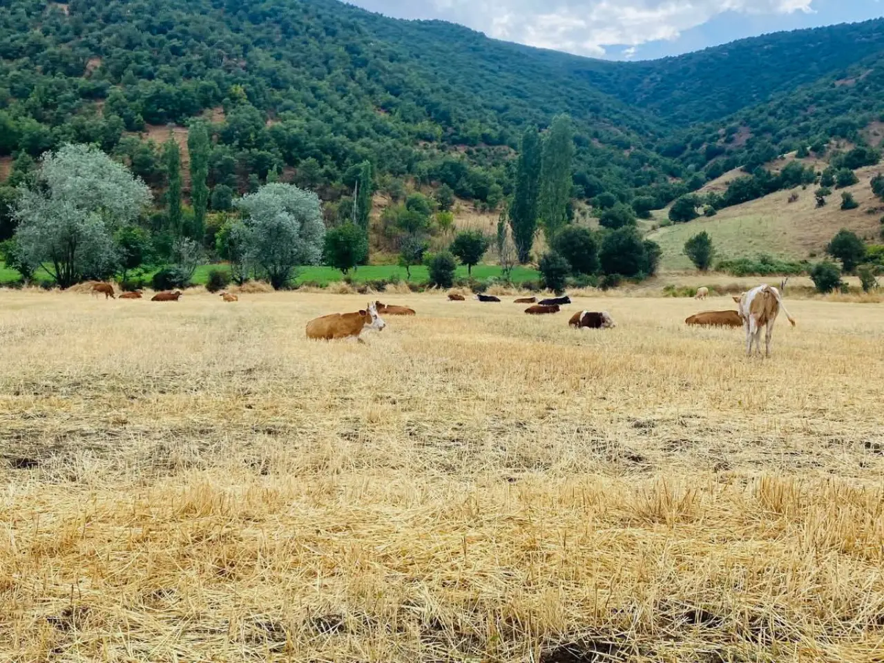 Amasya DSYB’den Küpeleme Çalışması 4