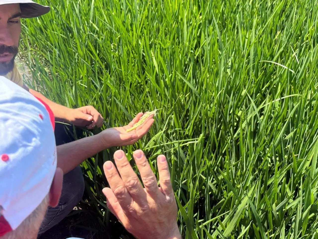 Amasya’da Çeltik Üretiminde Yeni Dönem! 1