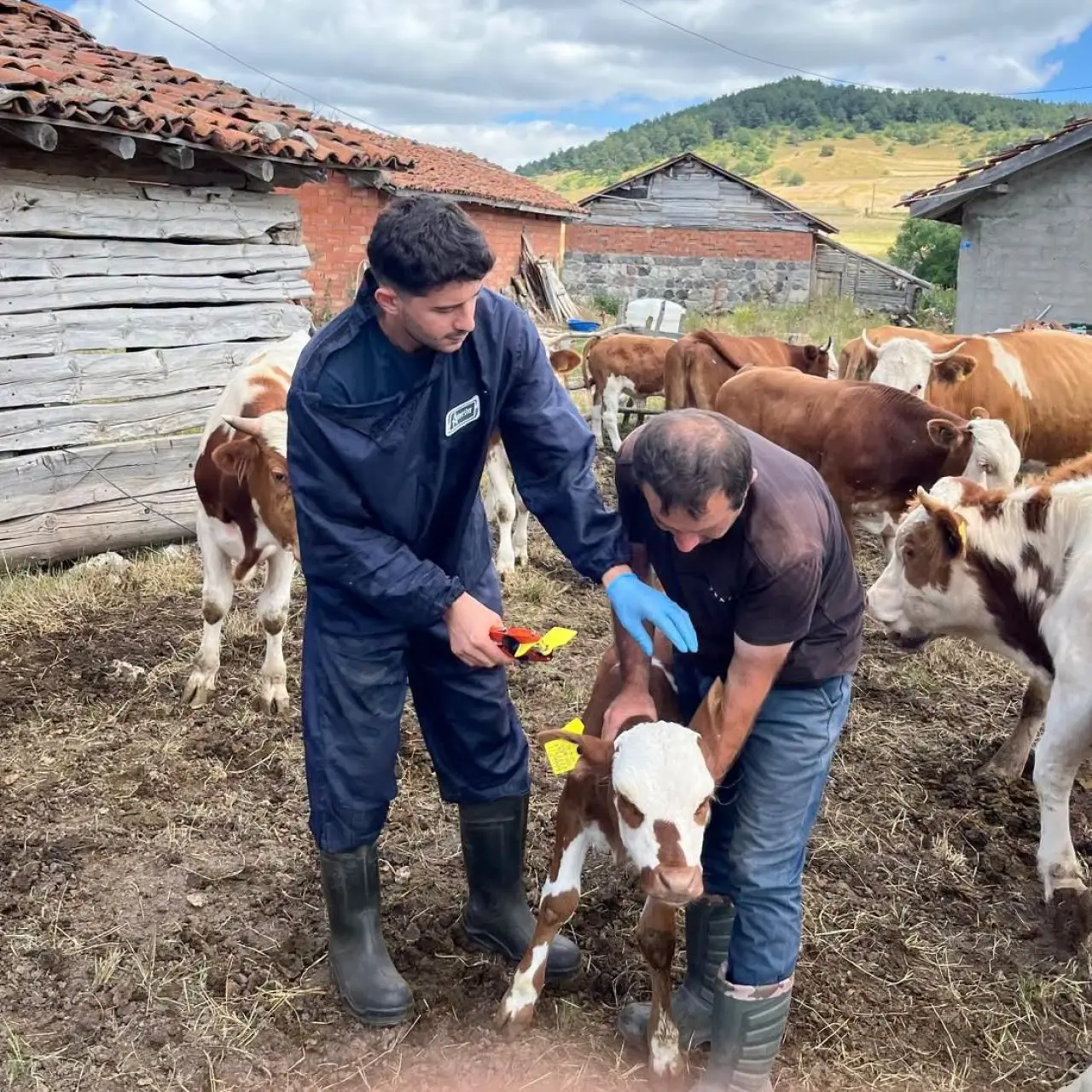 Amasya'da Küpelemede Rekor Rakam: 29 Bin 888! 1