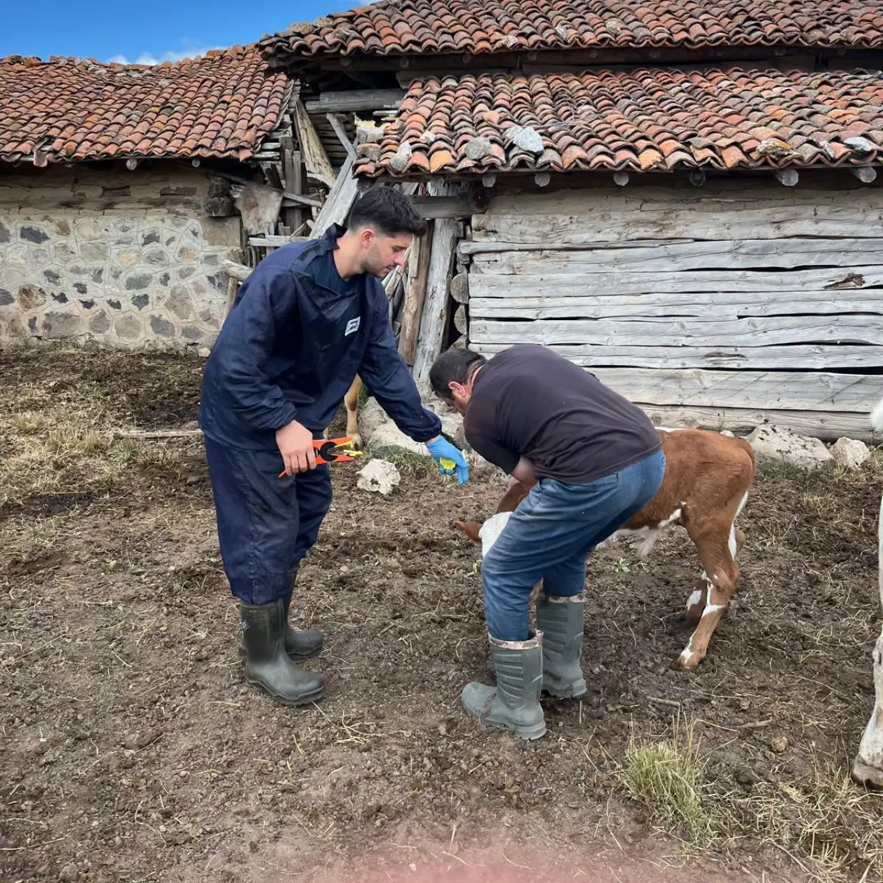 Amasya'da Küpelemede Rekor Rakam: 29 Bin 888! 2