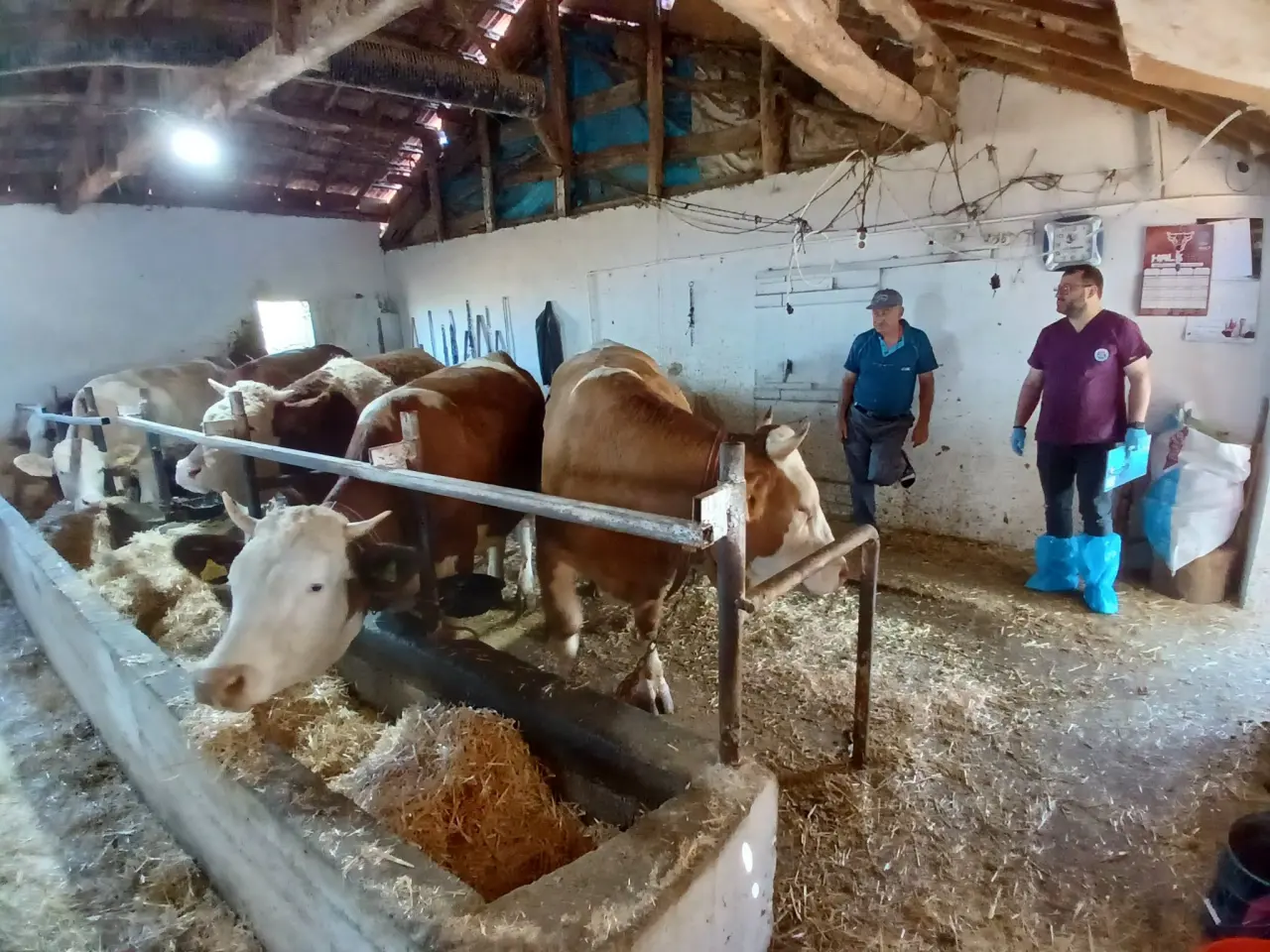 Amasya'da Üretici 10 Gebe Düveyle Üretime Güç Kattı! İşte Başarı Hikayesi 3