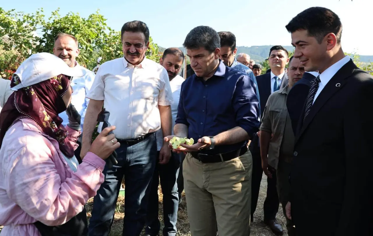 Amasya’nın Altın Değerindeki Bamyasında Hasat 1