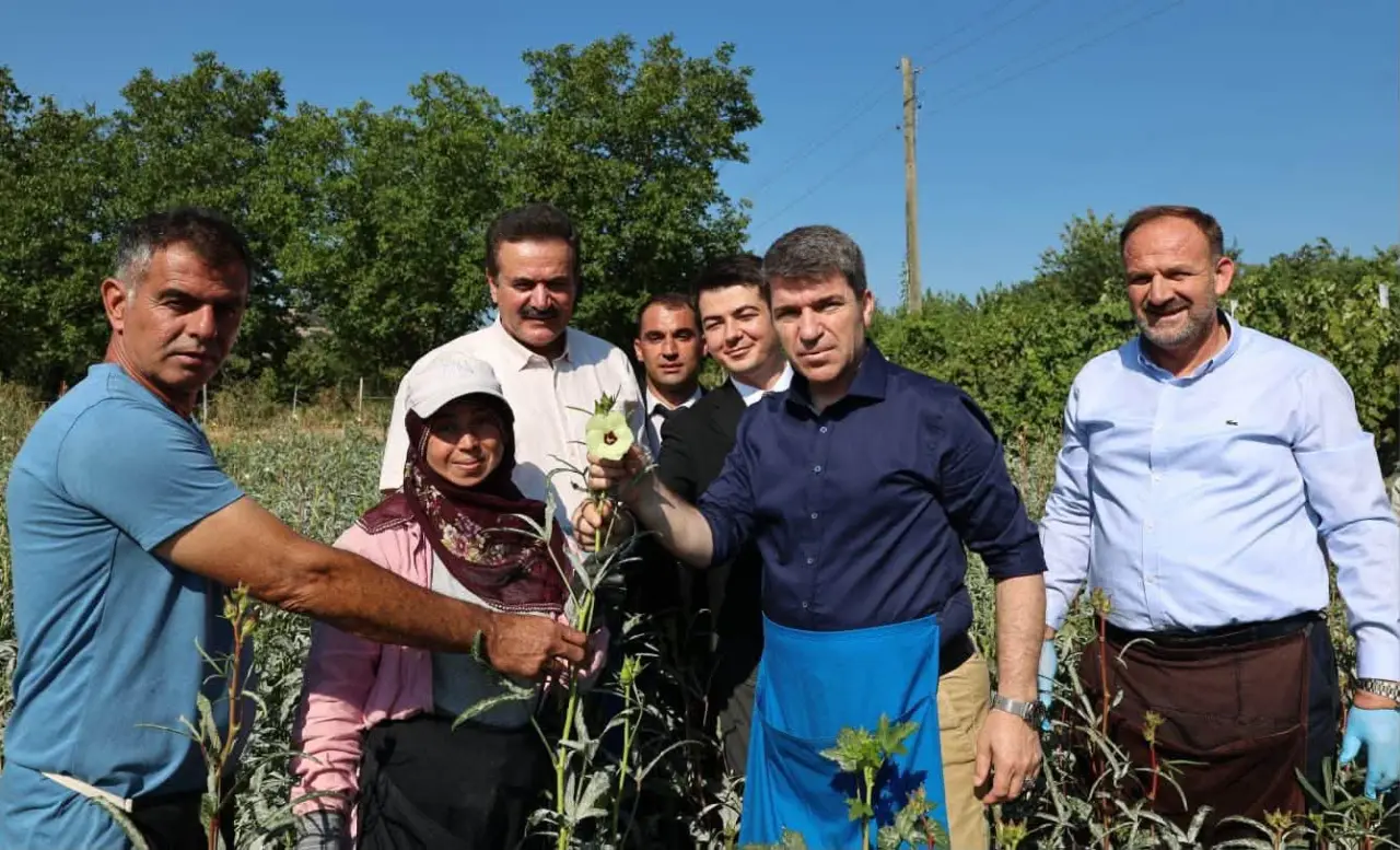 Amasya’nın Altın Değerindeki Bamyasında Hasat 4