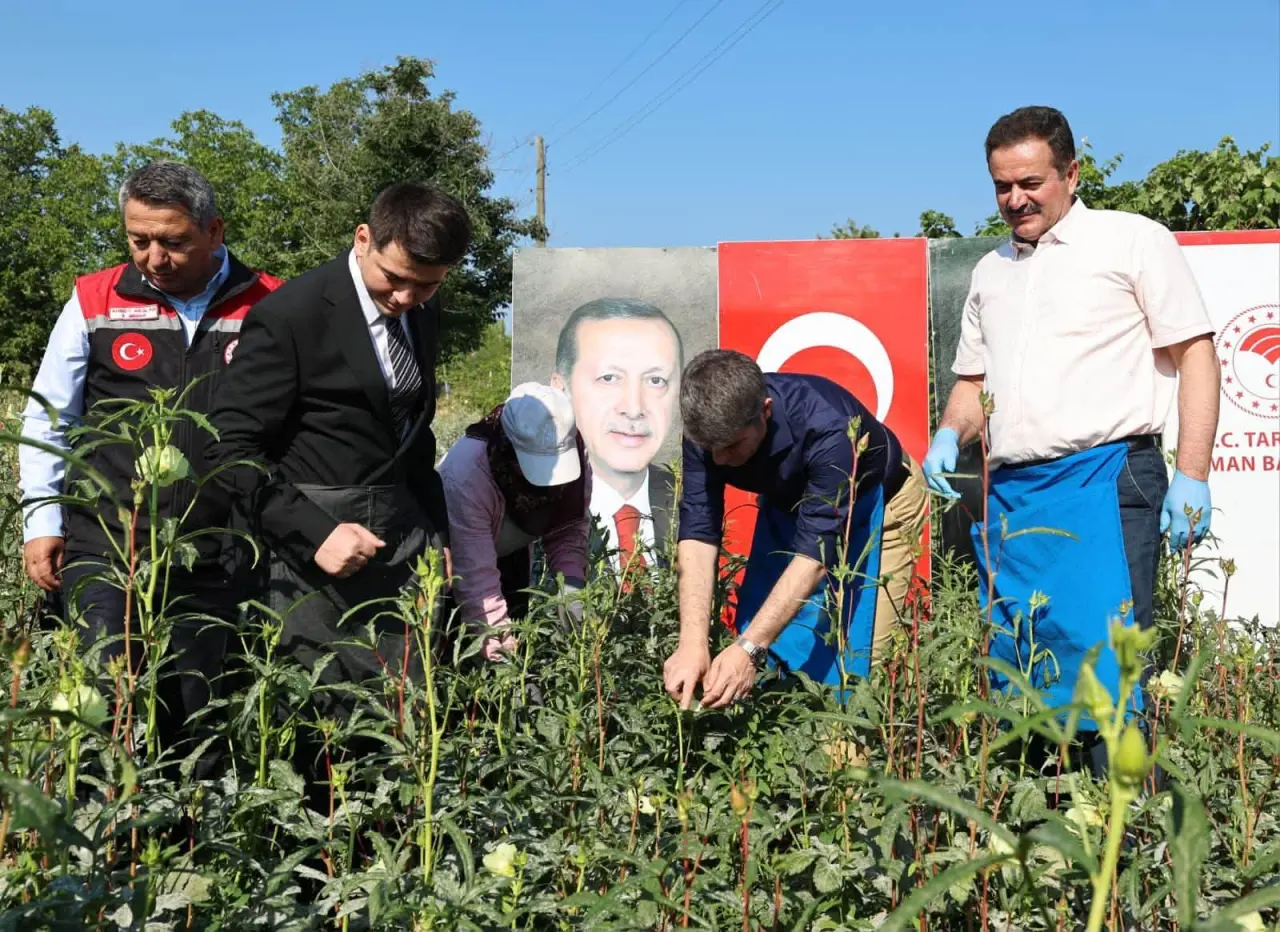 Amasya’nın Altın Değerindeki Bamyasında Hasat 2
