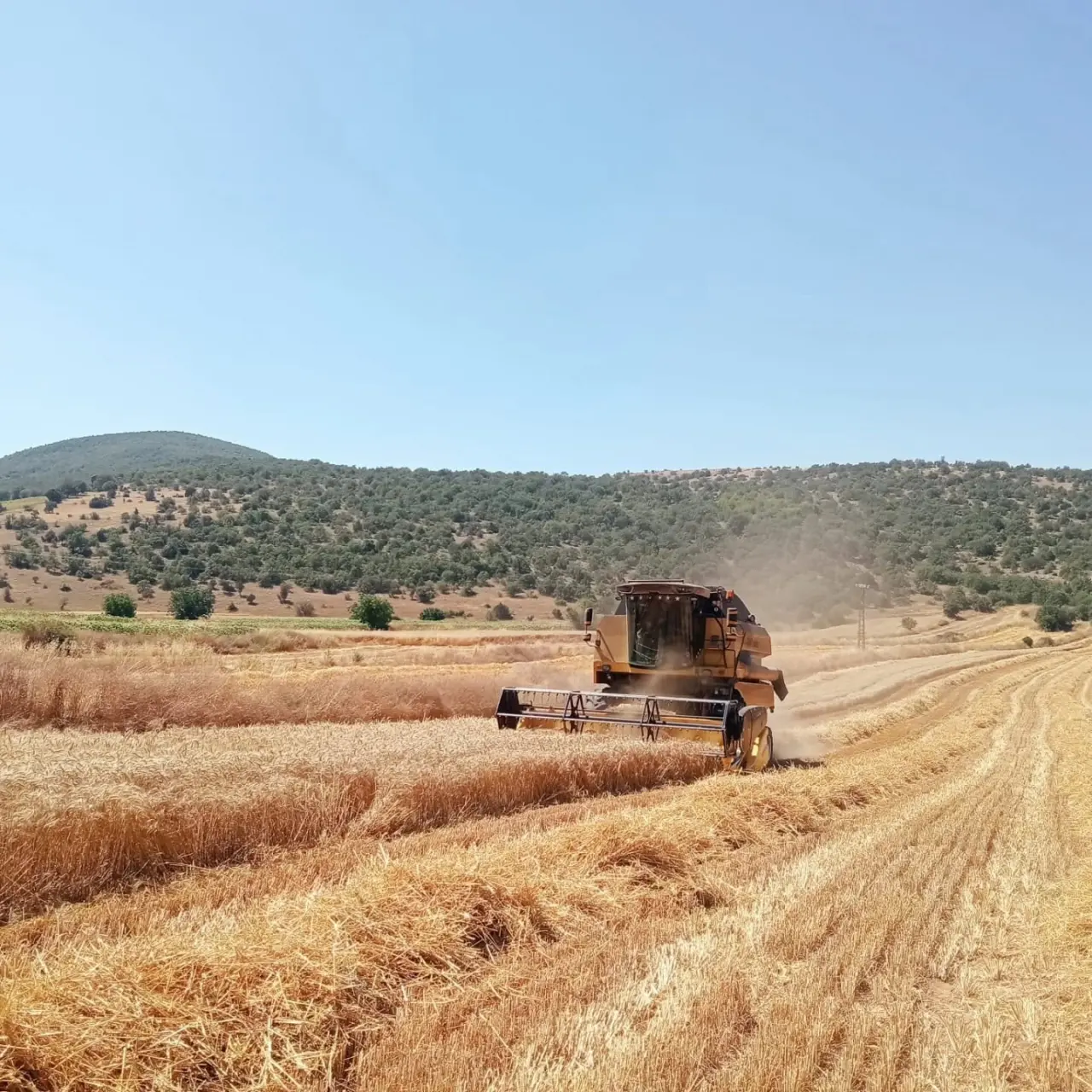Merzifon’da Biçerdöverlere Sıkı Kontrol 1