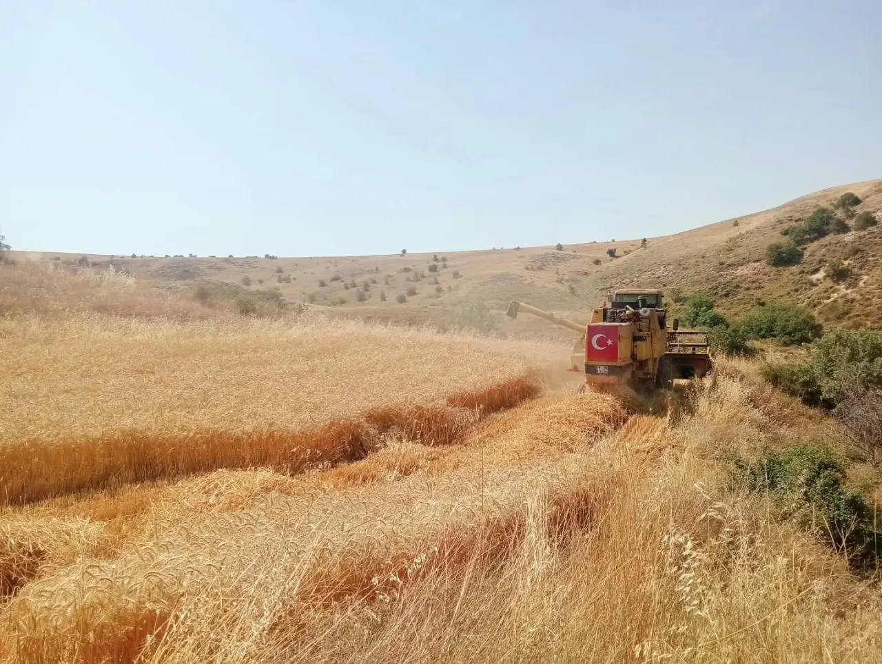 Merzifon’da Hasat Denetimi 2
