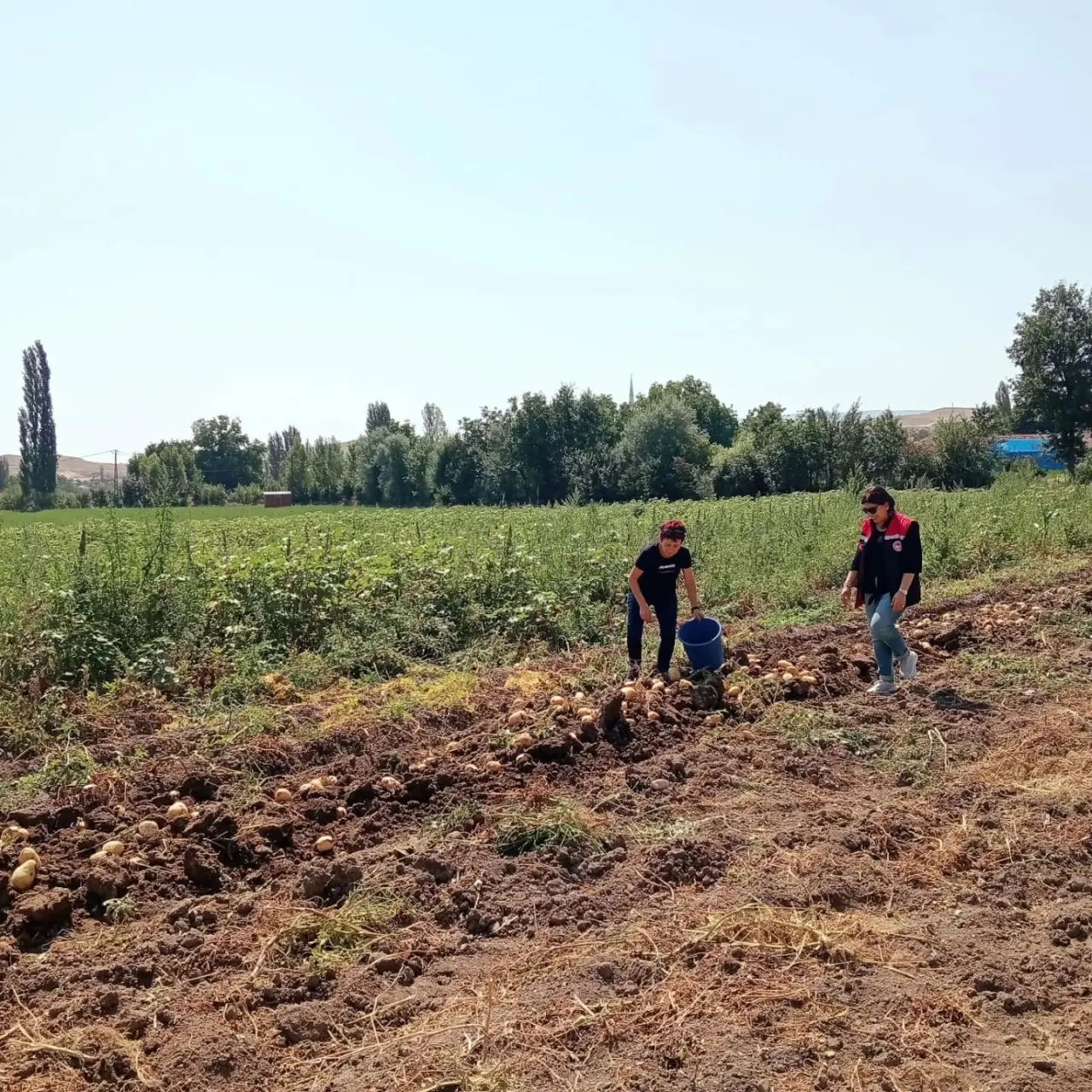 Merzifon’da Patates Üretimine Sıkı Denetim 2
