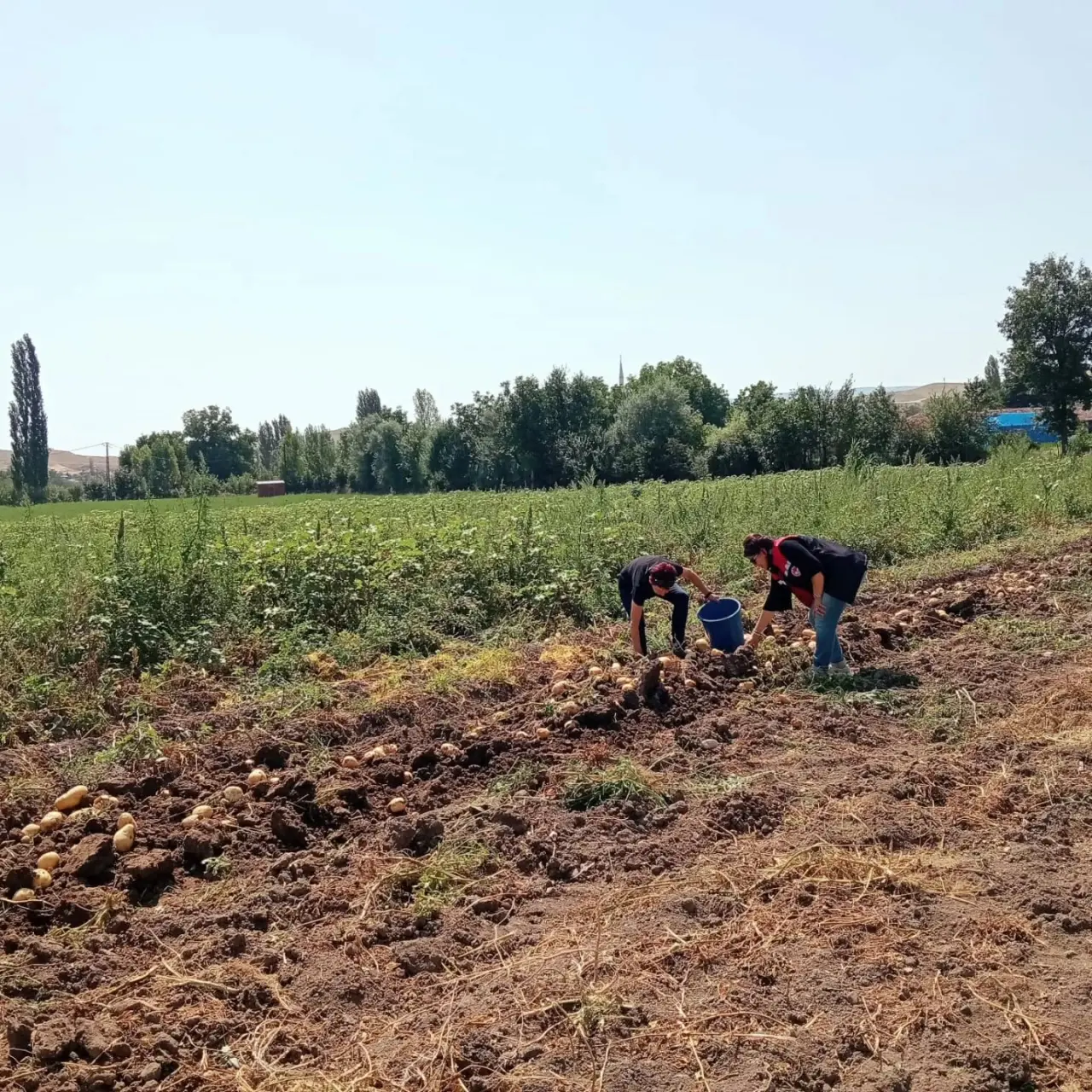 Merzifon’da Patates Üretimine Sıkı Denetim 1