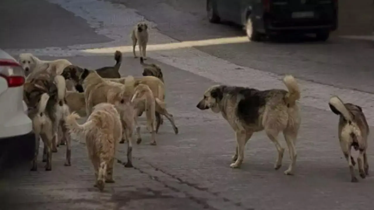 Merzifon’un Çözüm Bekleyen 5 Sorunu 4