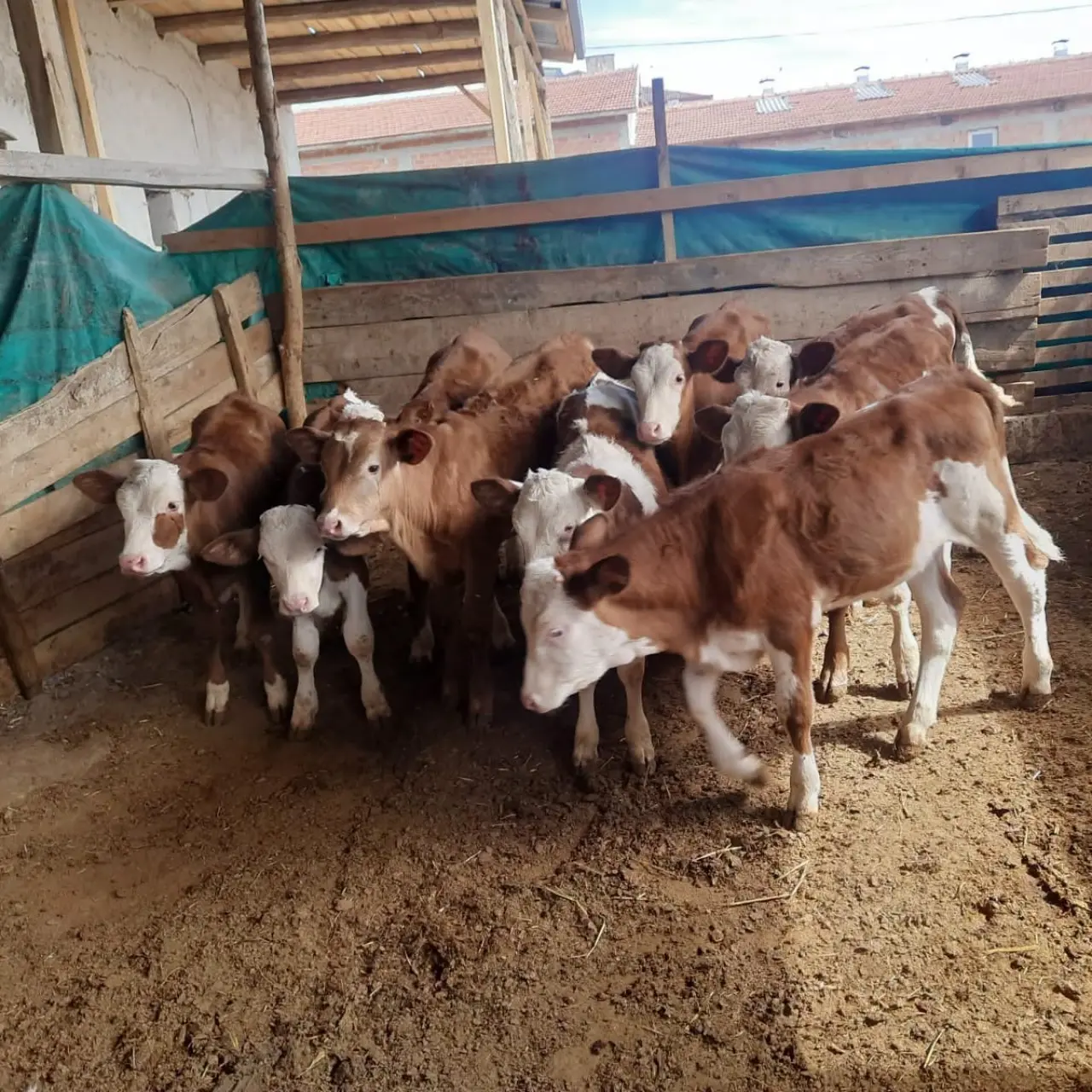 Amasya DSYB Eymir Köyü’nde Buzağıları Kayıt Altına Aldı 3