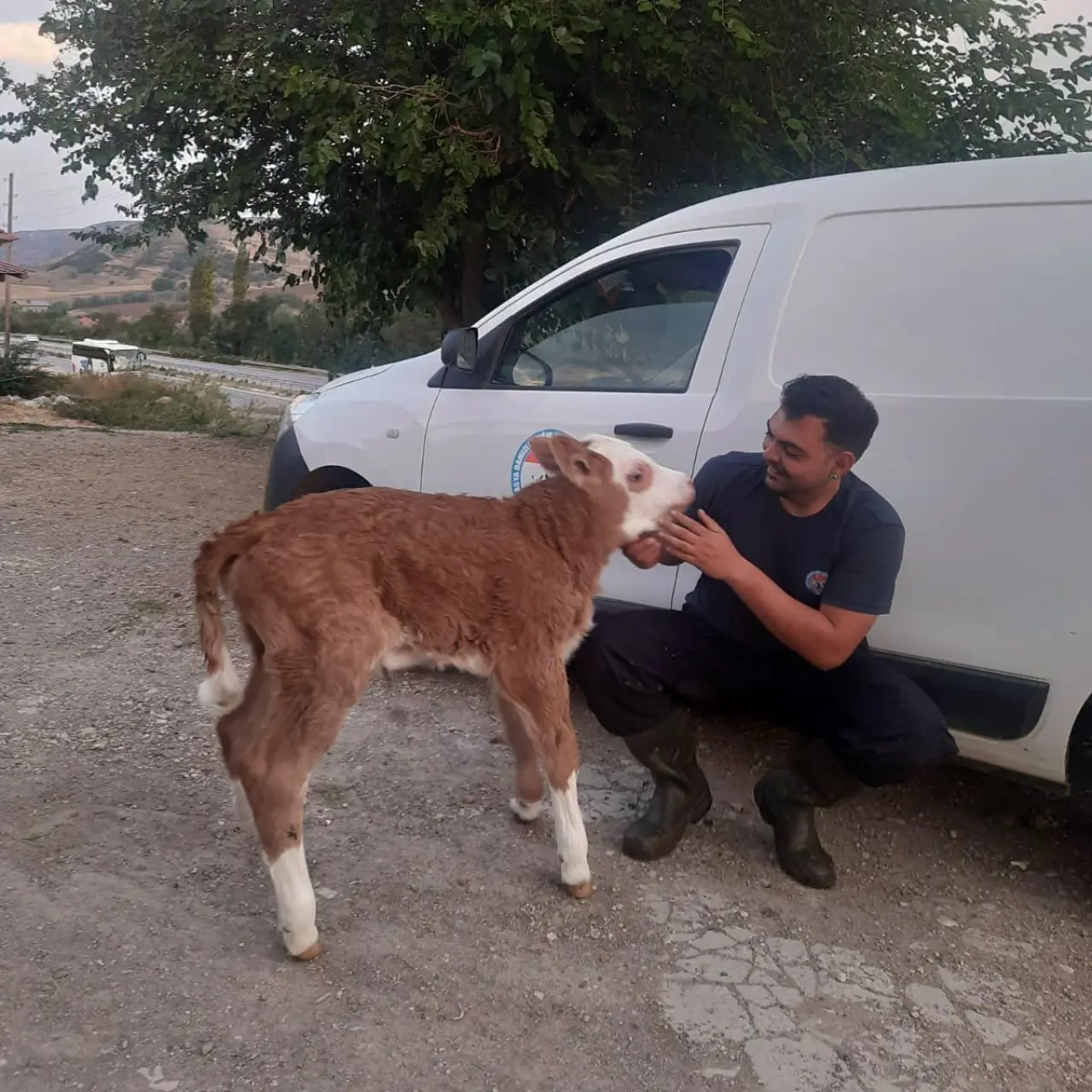 Amasya DSYB Eymir Köyü’nde Buzağıları Kayıt Altına Aldı 2