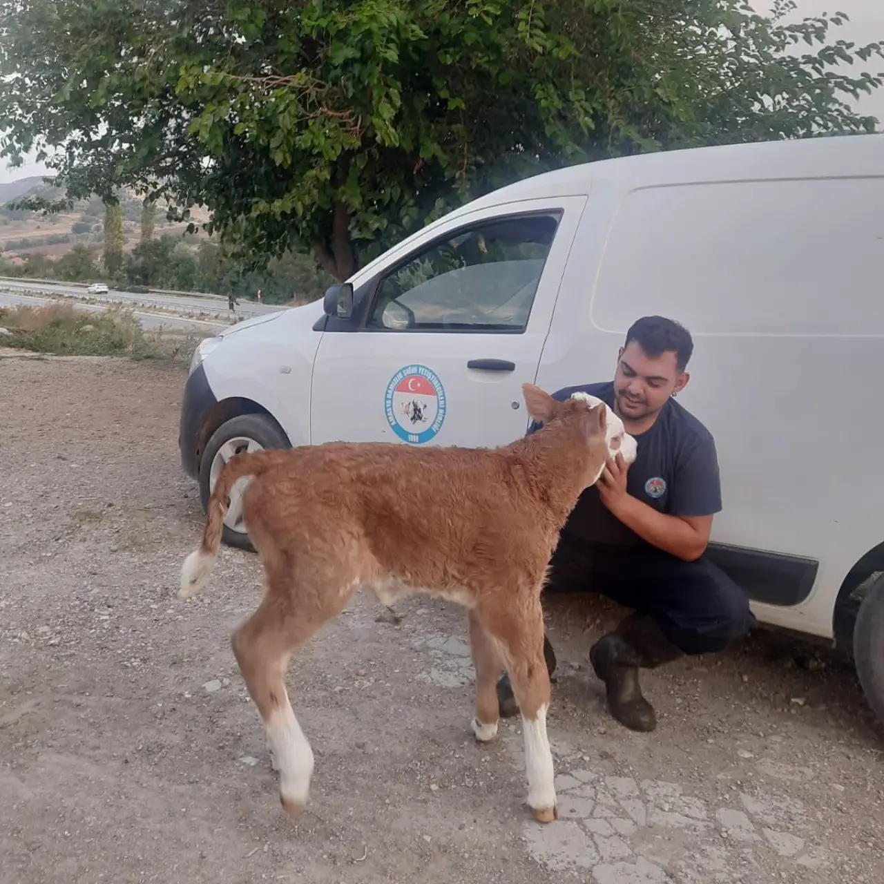 Amasya DSYB Eymir Köyü’nde Buzağıları Kayıt Altına Aldı 1
