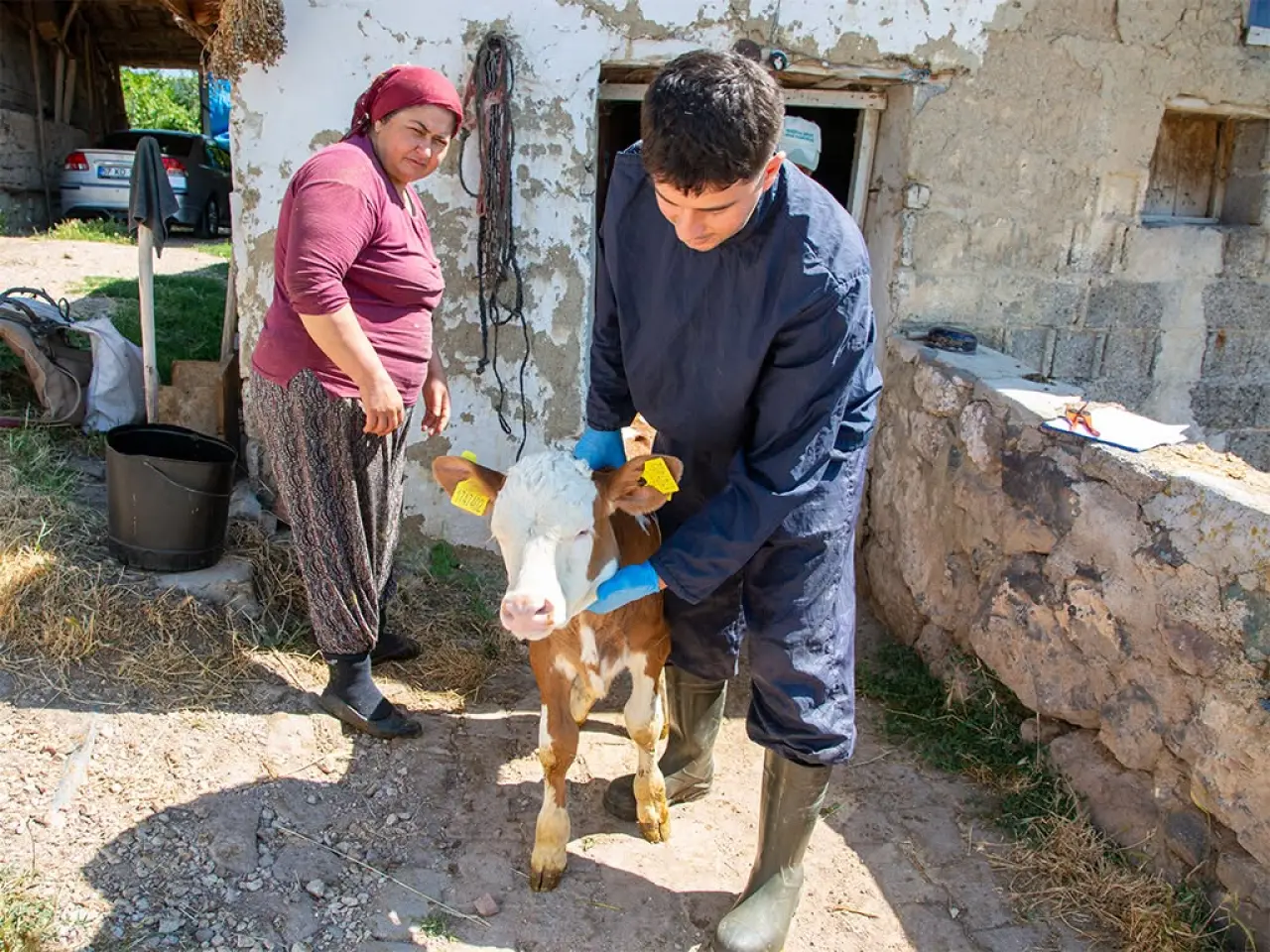 Amasya DSYB’den Rekor Küpeleme: 41 Bin 916 Buzağı Kayıt Altında 3
