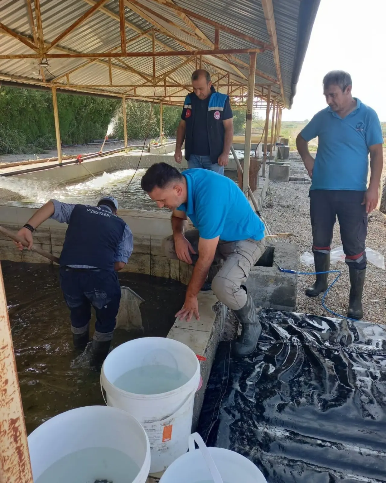 Amasya Göletlerine 200 Bin Sazan Yavrusu 4