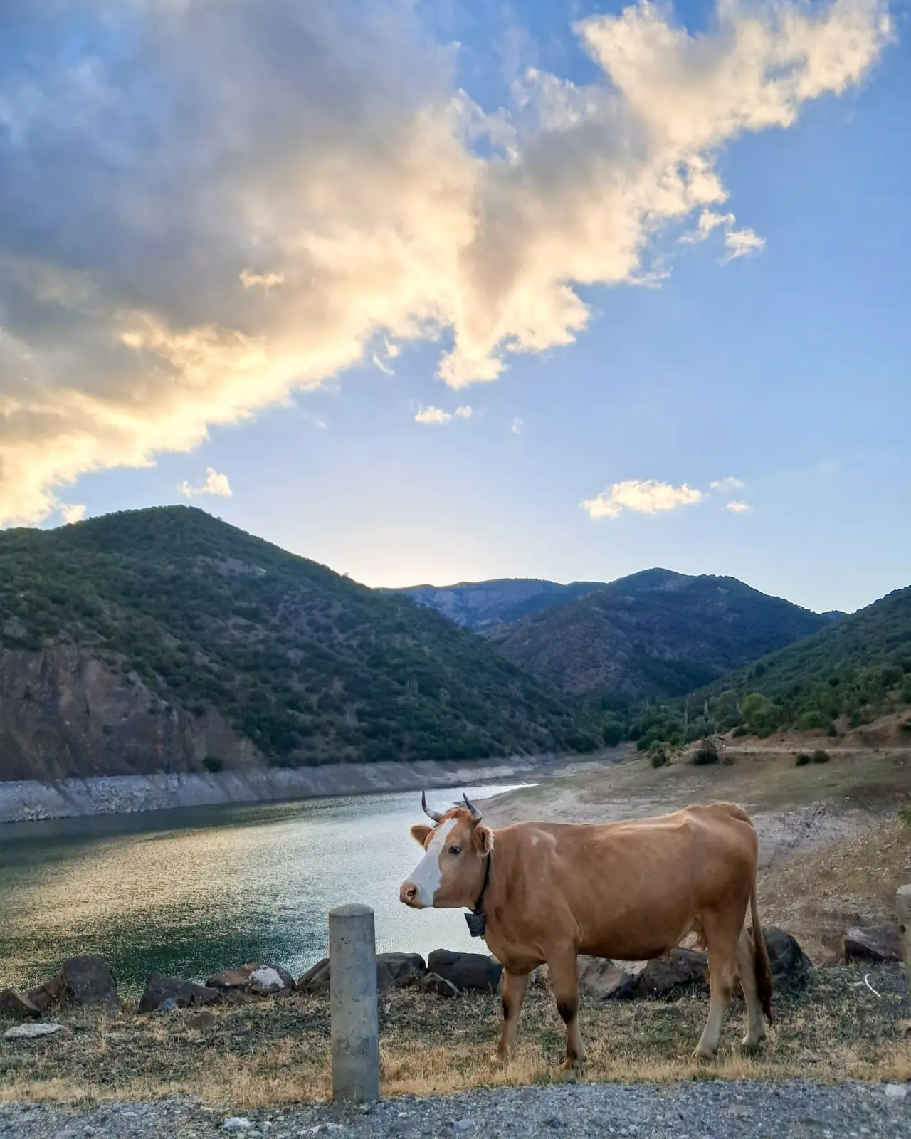 Amasya Hayvancılığında 14 Bin 514 Uygulama 1