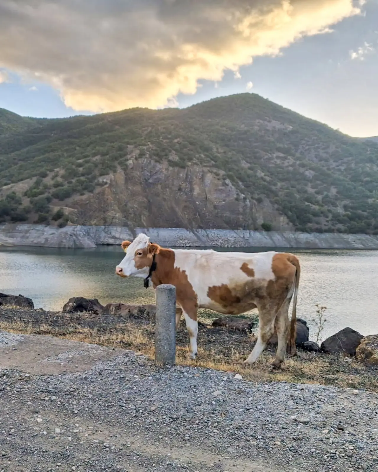 Amasya Hayvancılığında 14 Bin 514 Uygulama 3