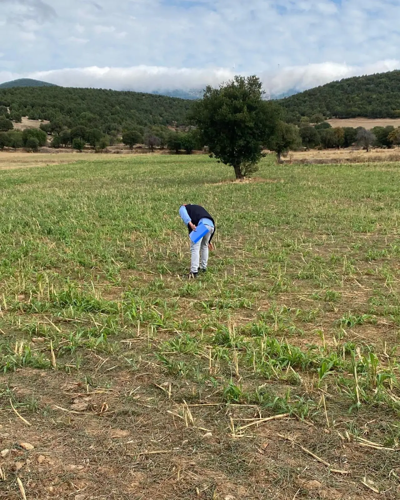 Amasya’da 460 Dekarlık Alanda Hasat Başladı 1