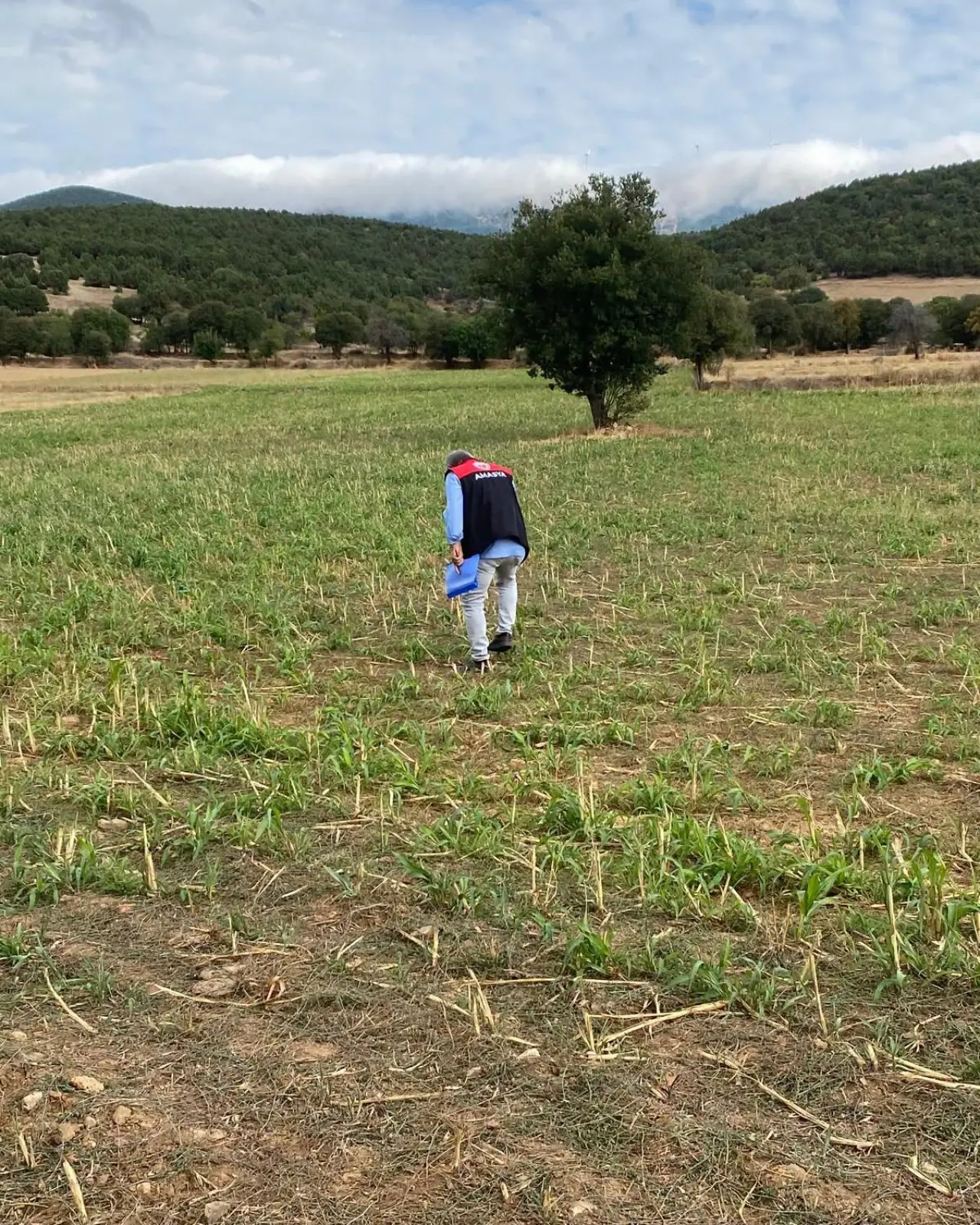 Amasya’da 460 Dekarlık Alanda Hasat Başladı 3