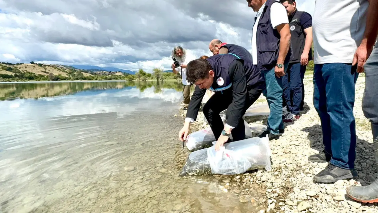 Amasya’da Barajlara Sazan Yavrusu Salındı 1