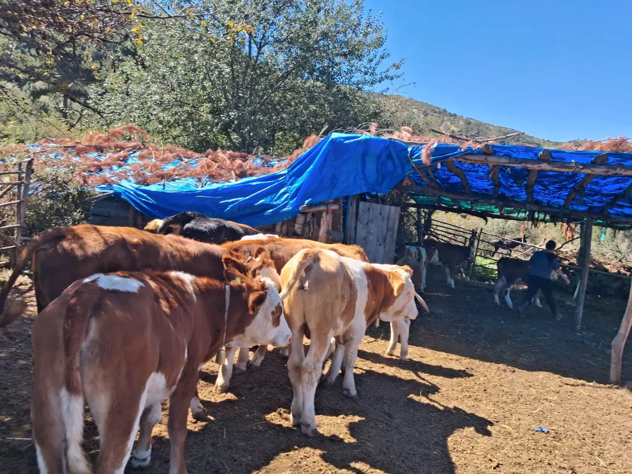 Amasya’da Hayvancılık İçin Kritik Çalışma 1
