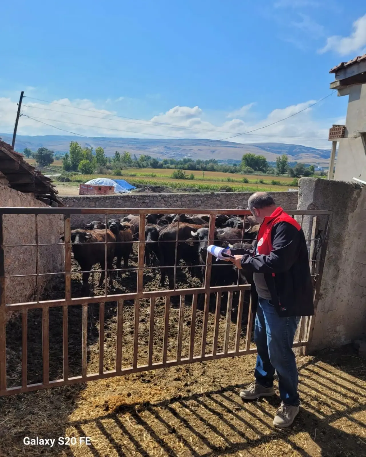 Amasya’da Hayvancılıkta Saha Çalışması! 2