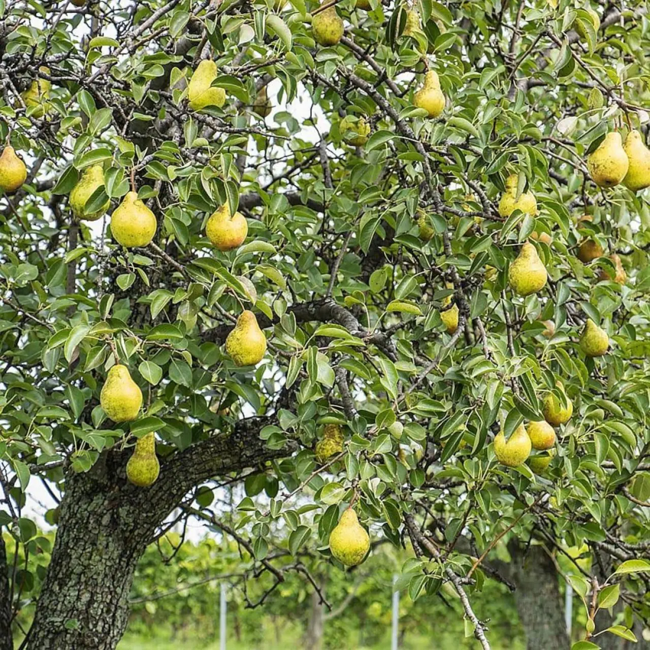 Rüyada Meyve Ağacı Görmek Ne Anlama Geliyor? Bu Rüya Büyük Değişimlerin Habercisi Olabilir! 3
