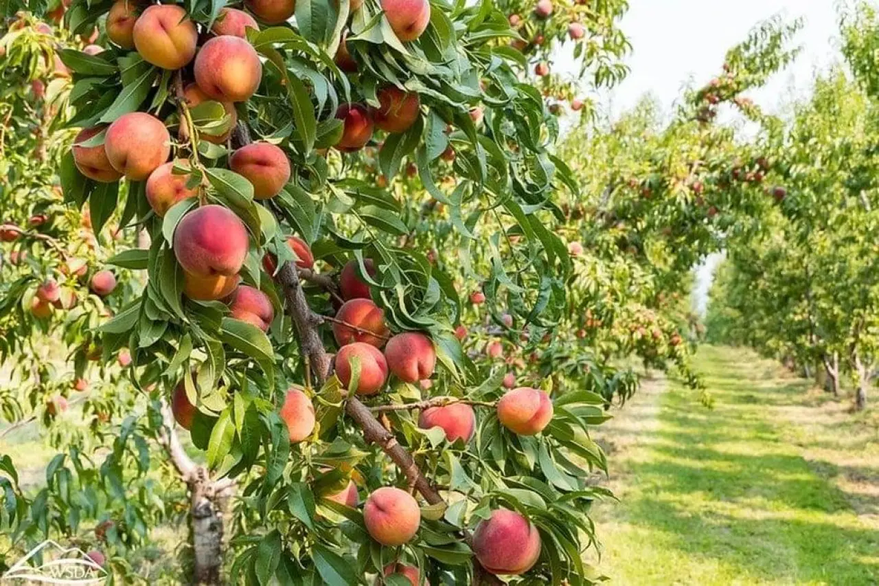 Rüyada Meyve Ağacı Görmek Ne Anlama Geliyor? Bu Rüya Büyük Değişimlerin Habercisi Olabilir! 2